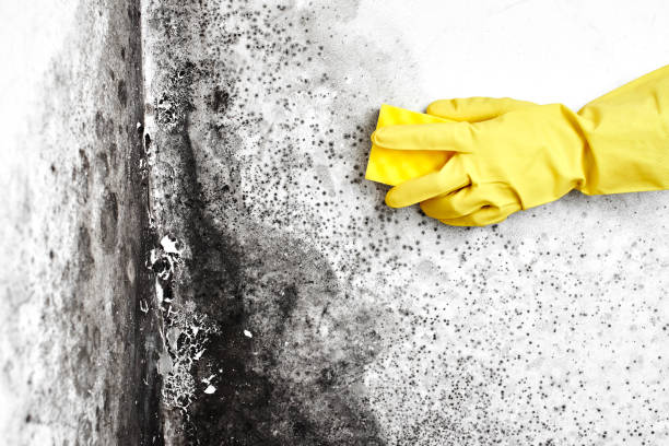 Asbestos and Lead Testing During Mold Inspection in Butler, GA