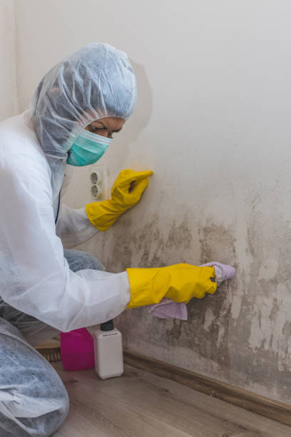 Best Black Mold Removal  in Butler, GA