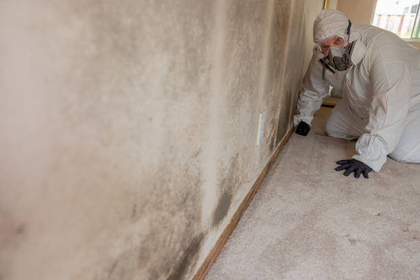 Best Mold Damage Restoration  in Butler, GA